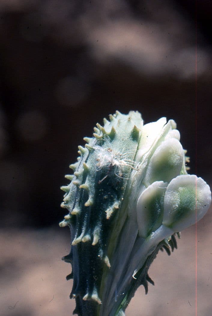 Pergularia tomentosa 8