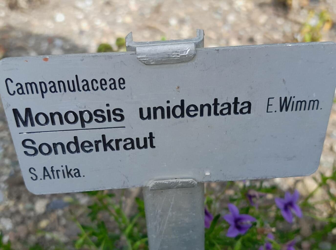 Monopsis 4