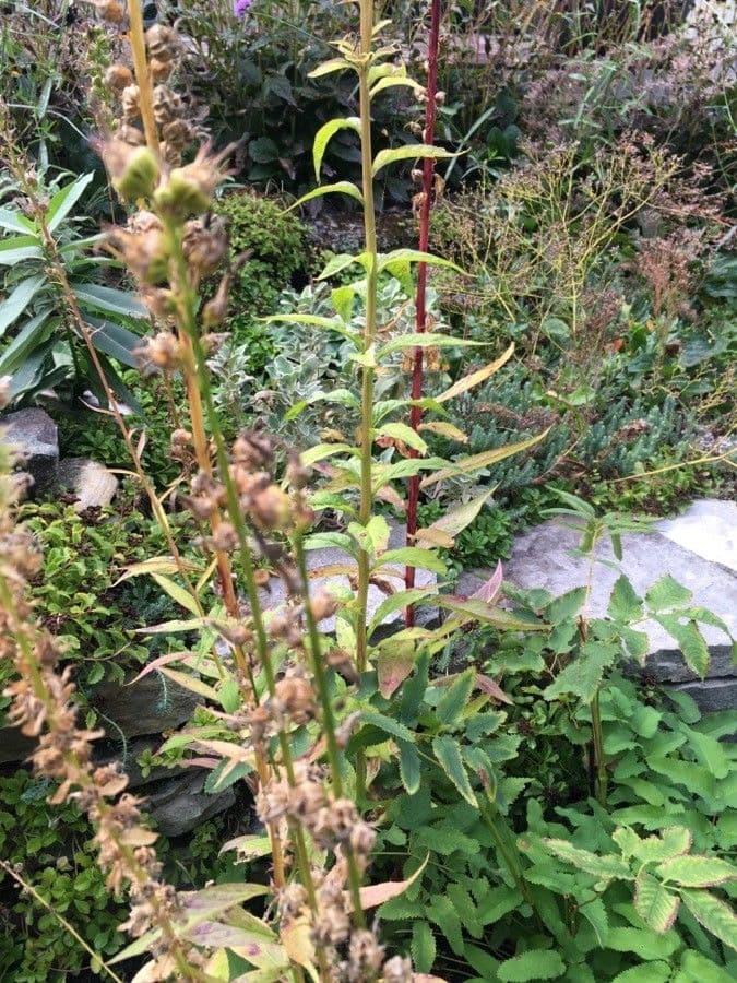 Lobelia cardinale