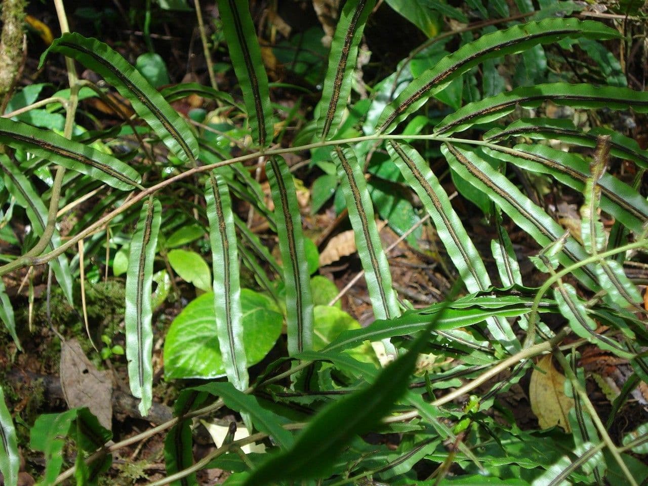Salpichlaena 9