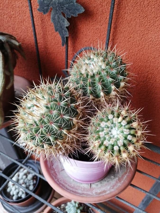 Mammillaria 12