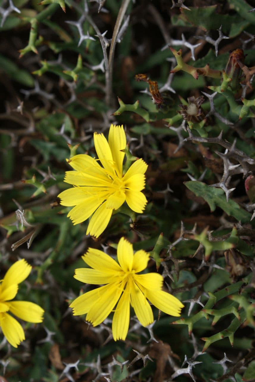 Launaea cervicornis 3