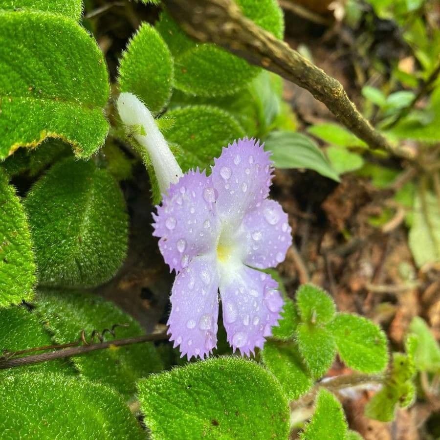 Episcia 3