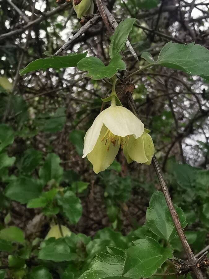 Clematis cirrhosa 8