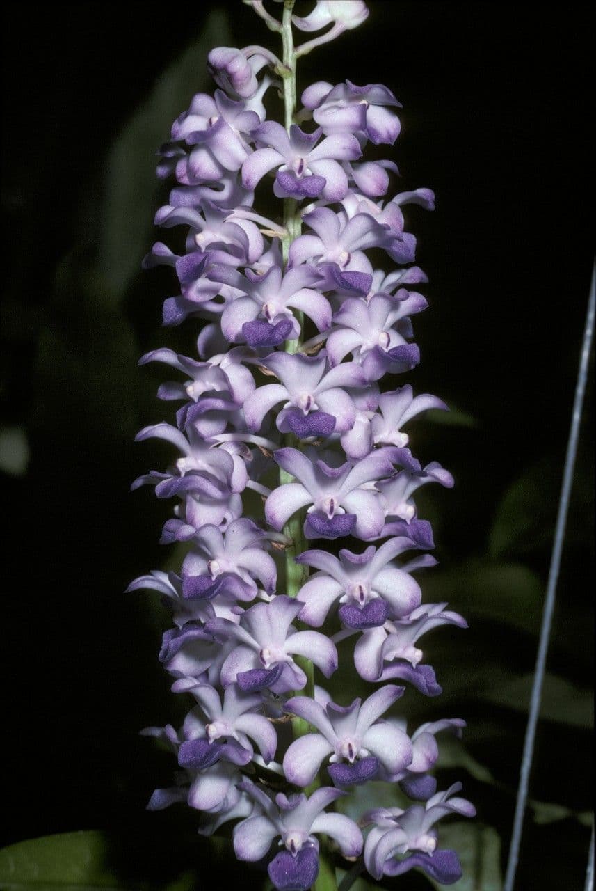 Rhynchostylis