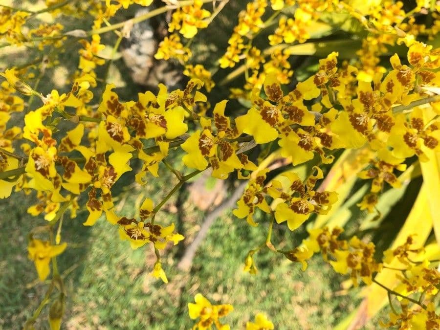 Oncidium sphacelatum 7