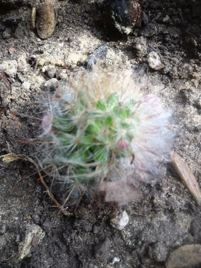 Cactus 22