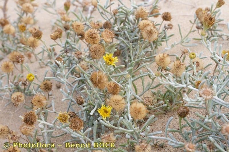 Pulicaria 15
