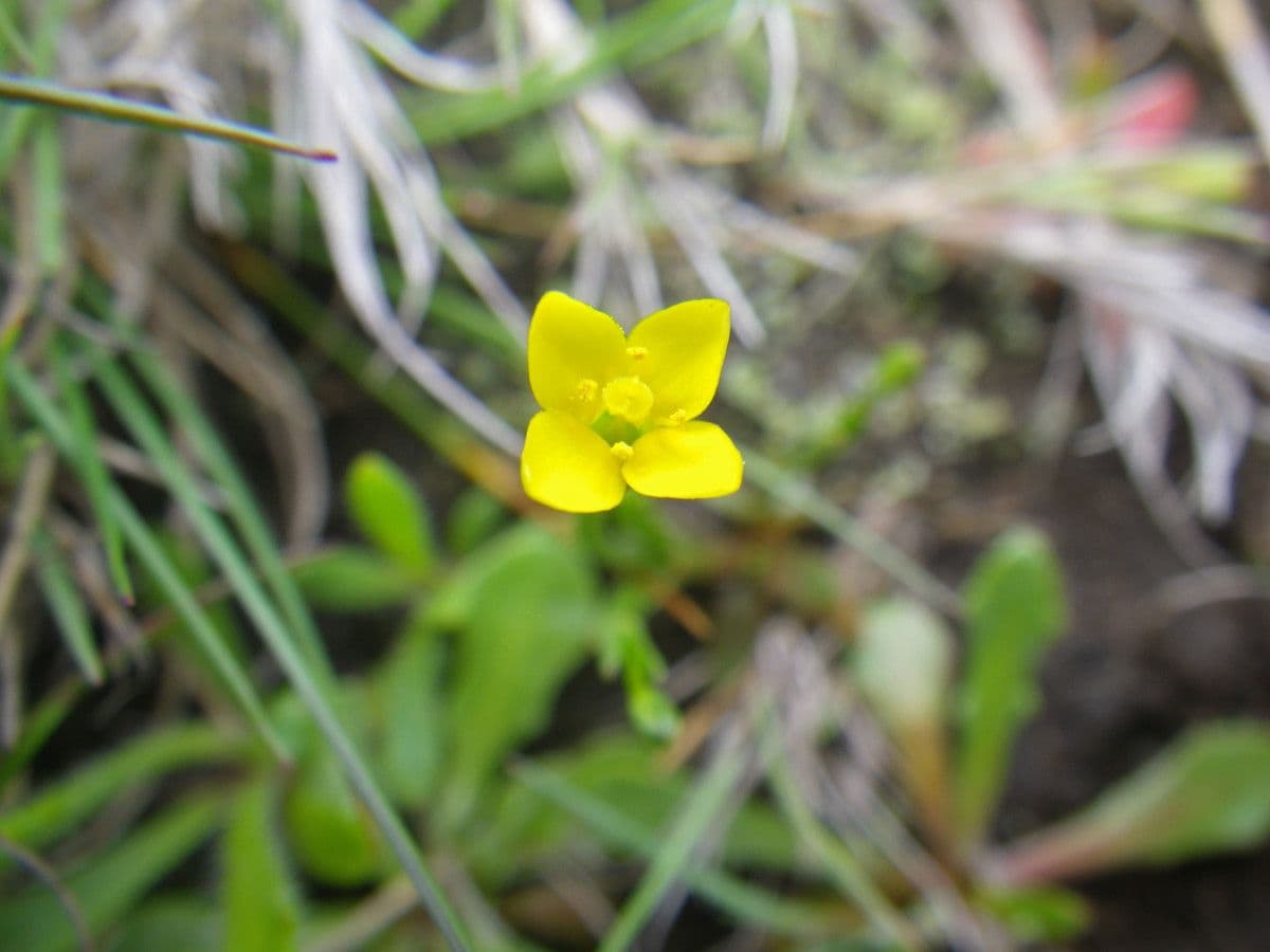 Cicendia filiformis 9