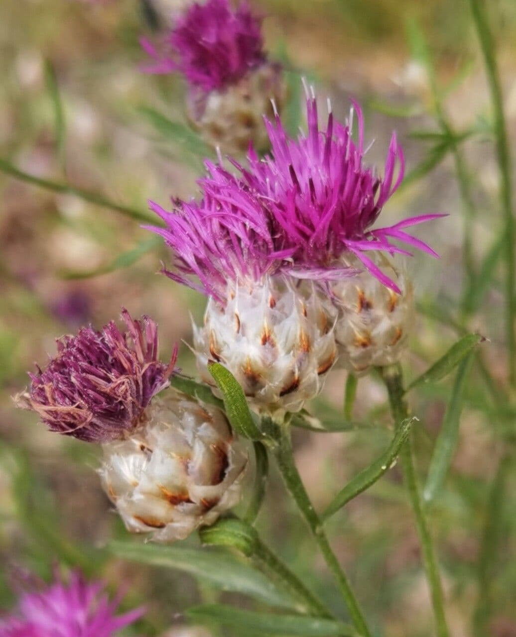 Centaurea 3