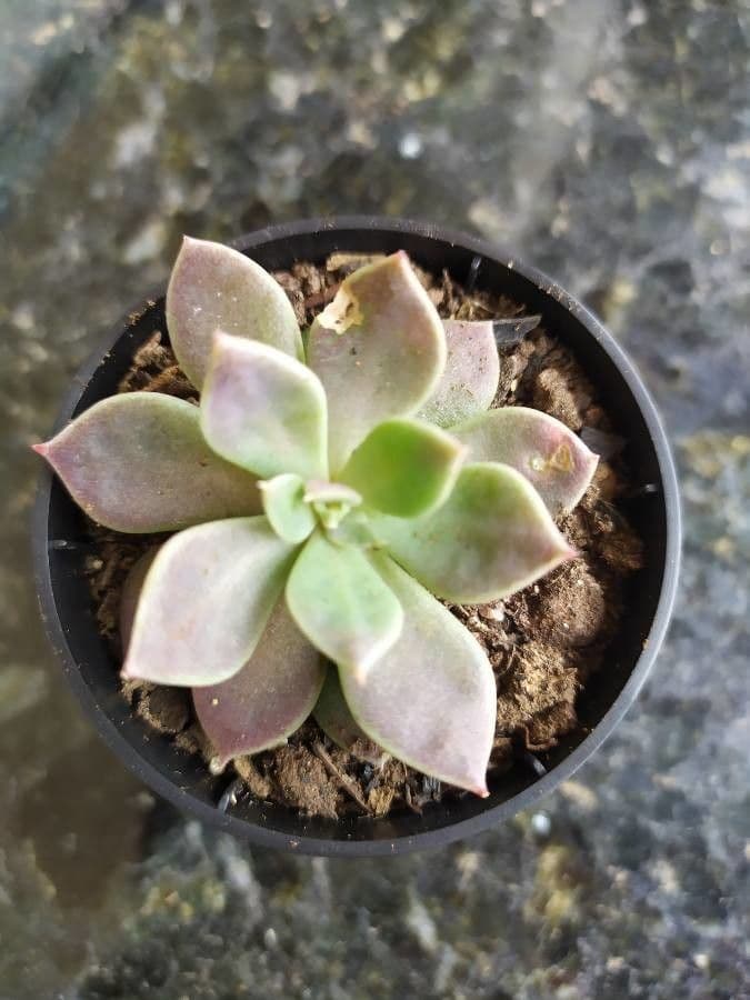 Stonecrop 5