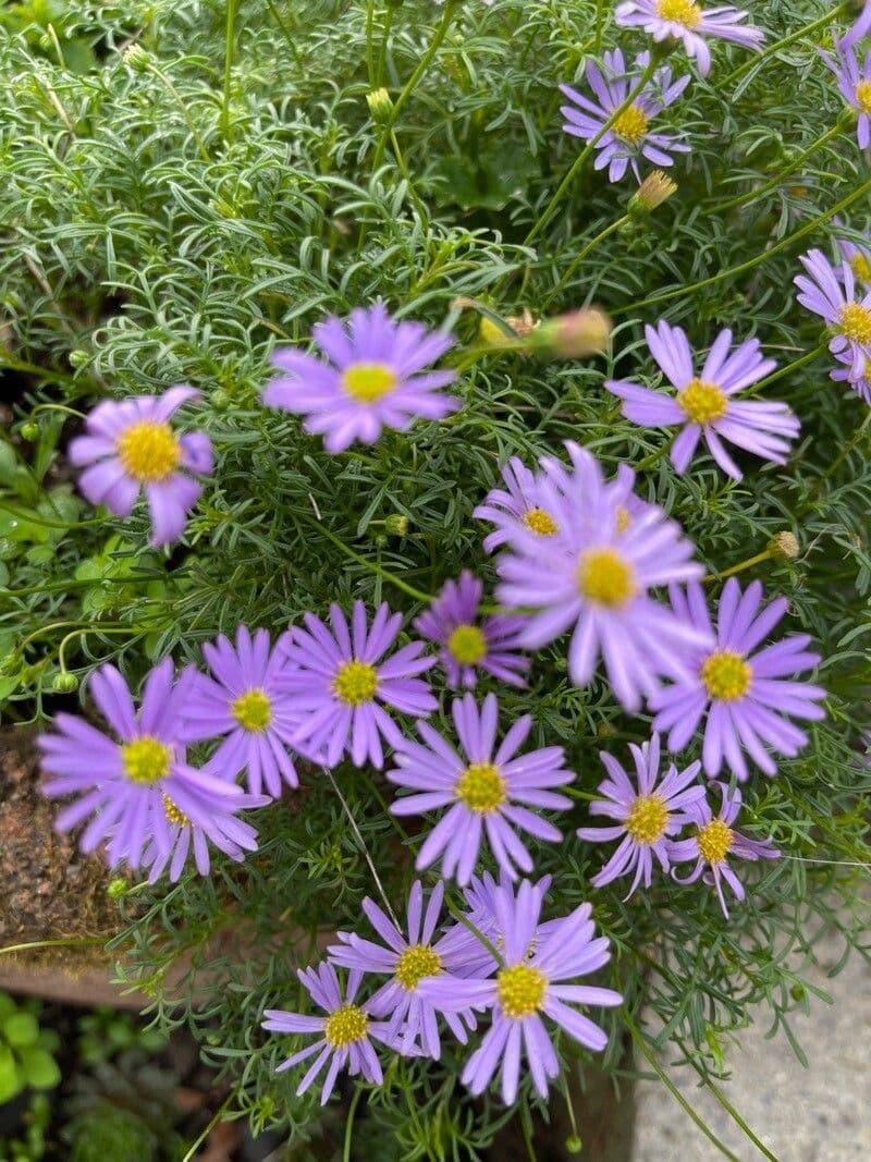 Brachyscome multifida