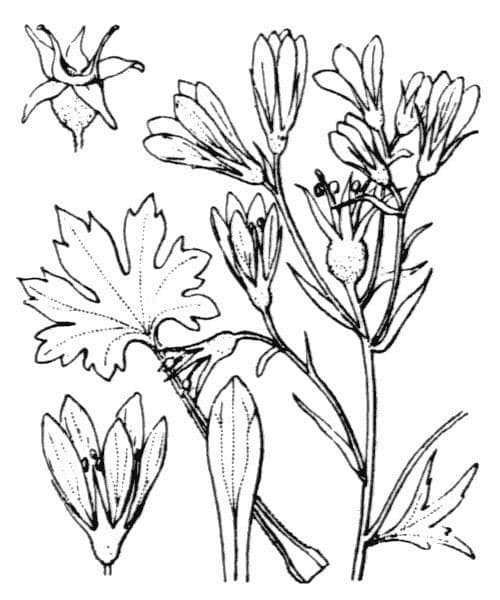 Geranienblättrige Steinbrech 22