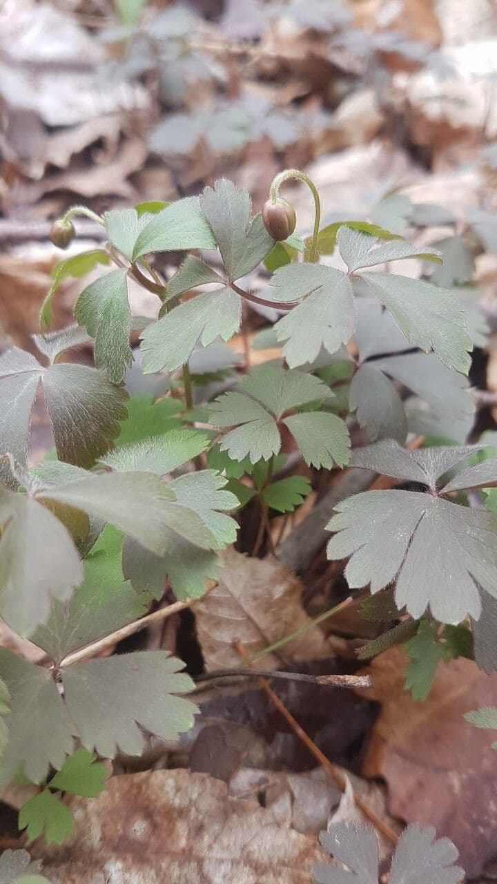 Fünfblättrige Anemone 15