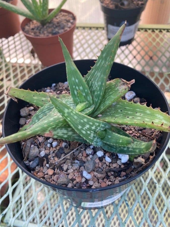 Aloe