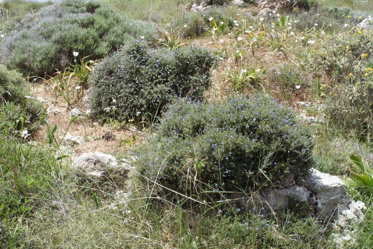 Lithodora 9