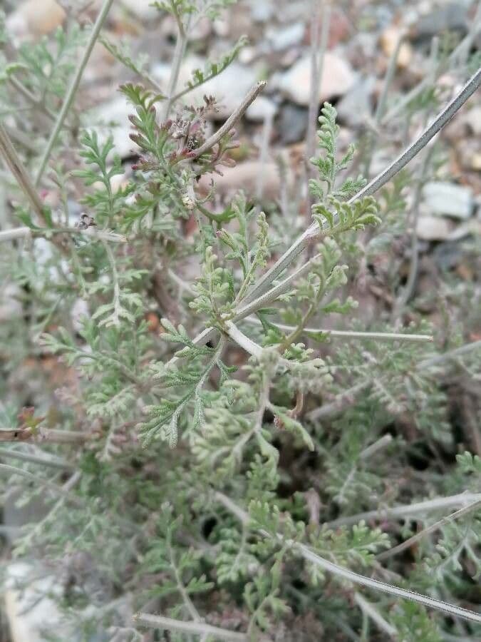 Lavanda multifida 14