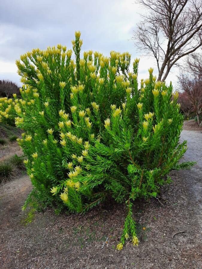 Leucadendron alloro 8