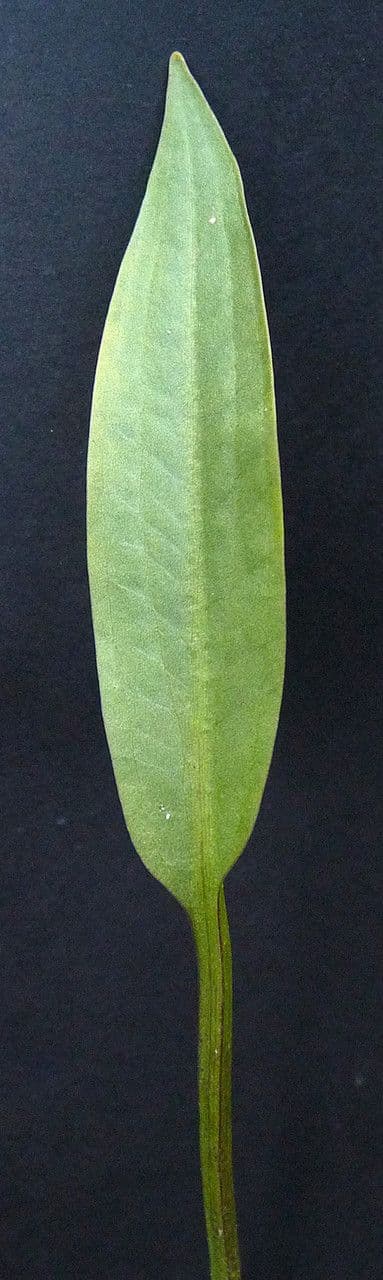 Alisma lancéolé 24