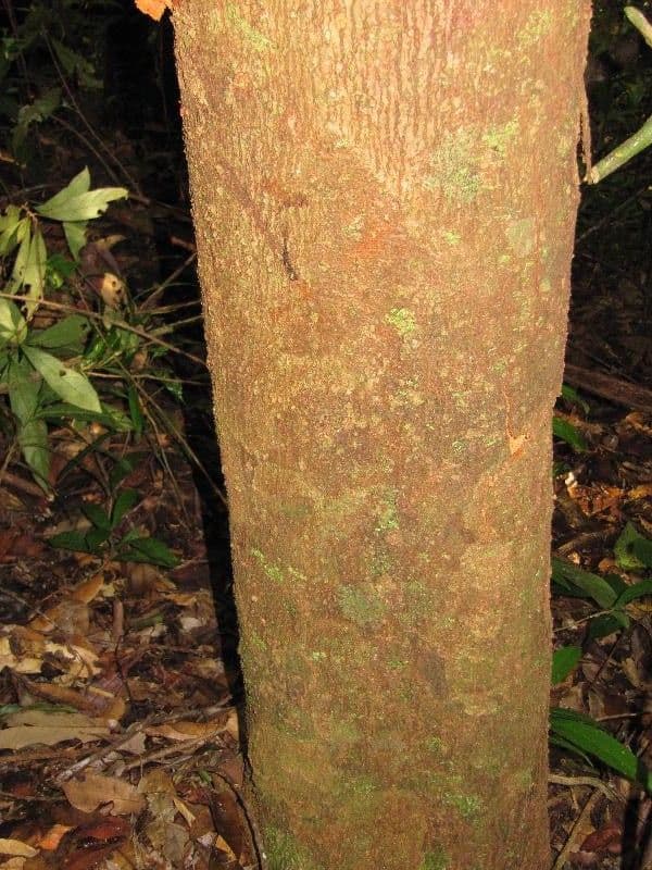 Sextonia 9