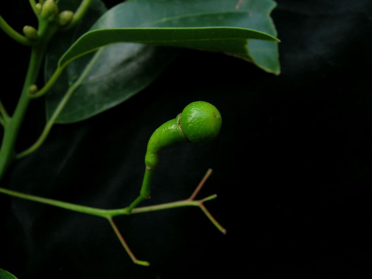 Cannella 2