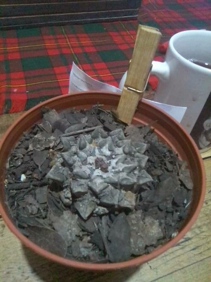 Ariokarpus štěpený 8