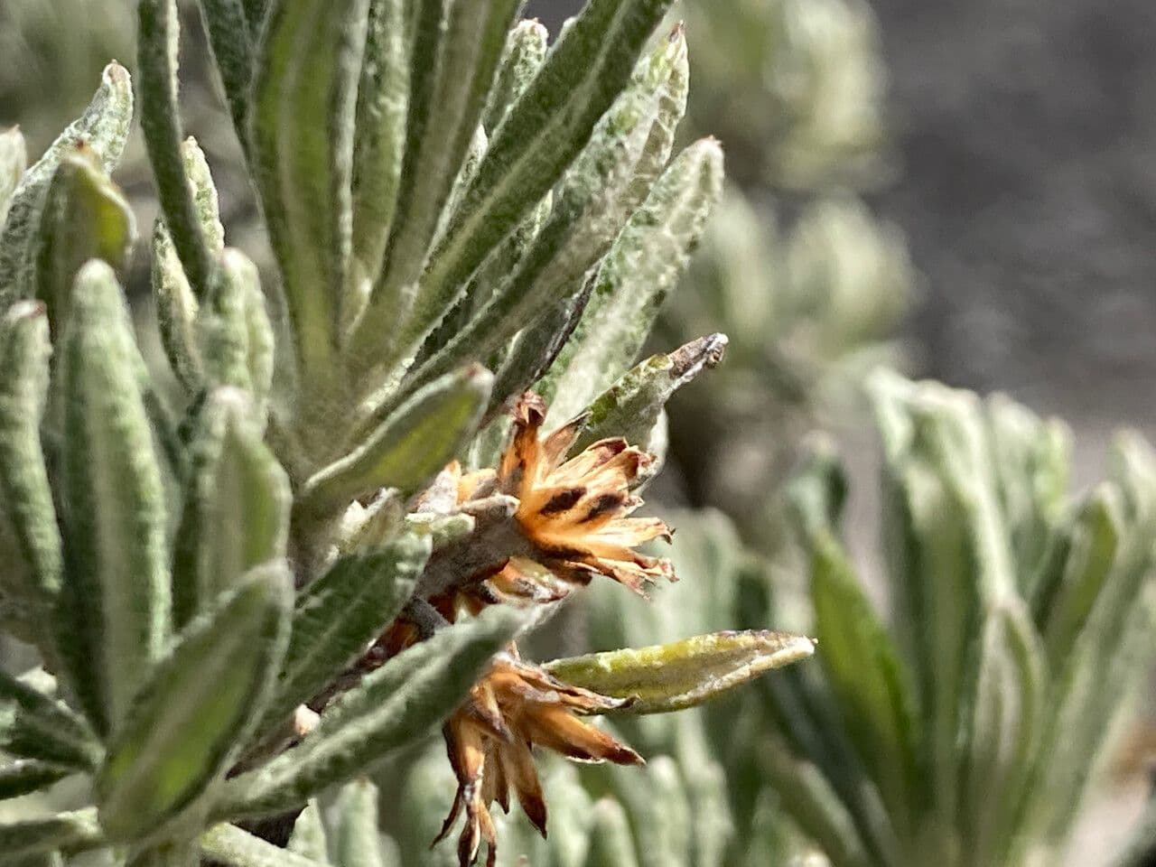 Linochilus 3