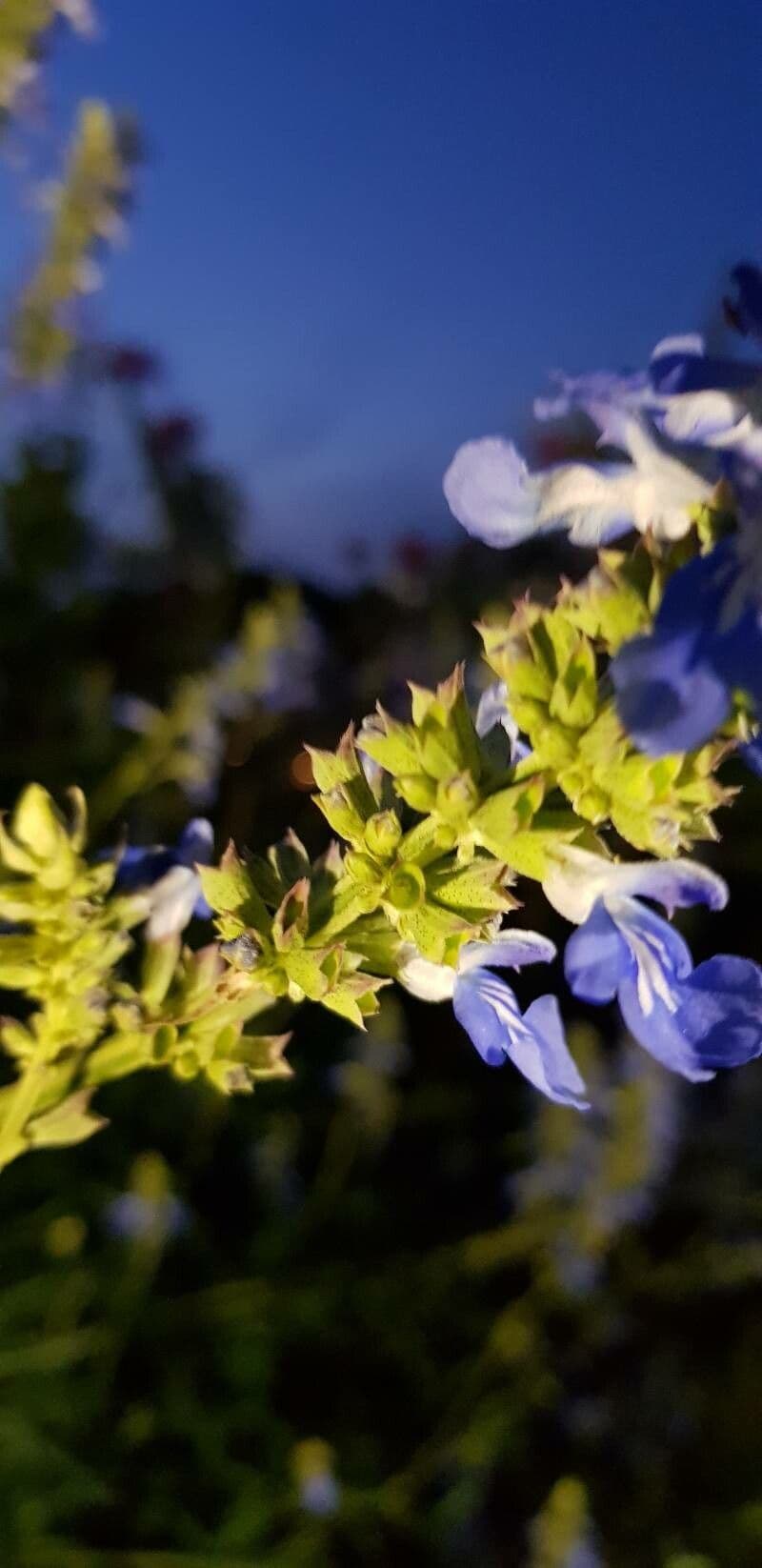 Bog sage