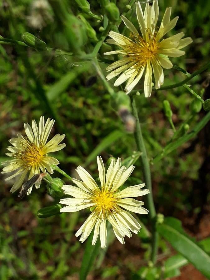 Lactuca indica 3