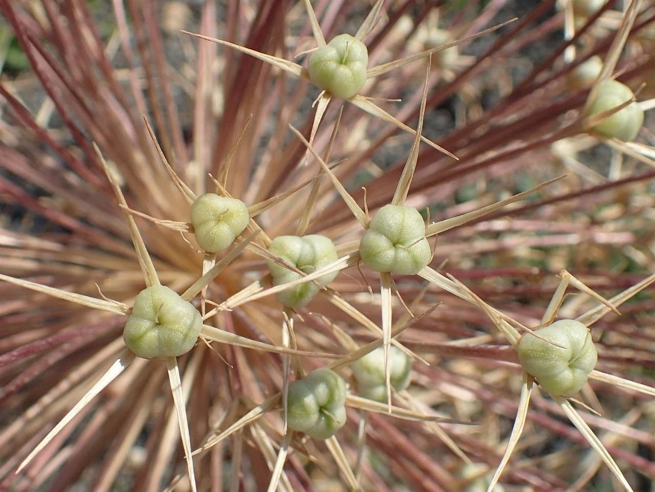 Aglio di Cristóbal 5