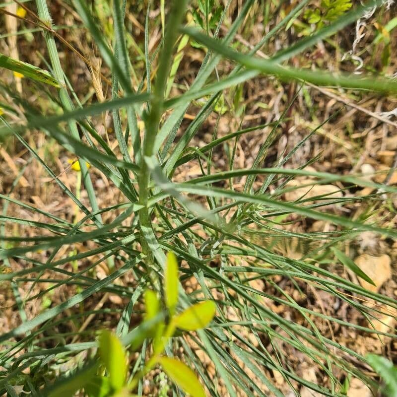 Scorzonera graminifolia 14