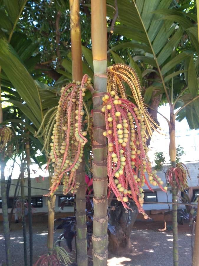 Palmier queue de poisson