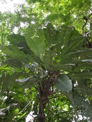 Rhodospatha 15