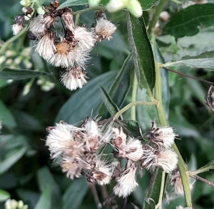 Baccharis