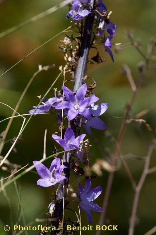 Campanula 18