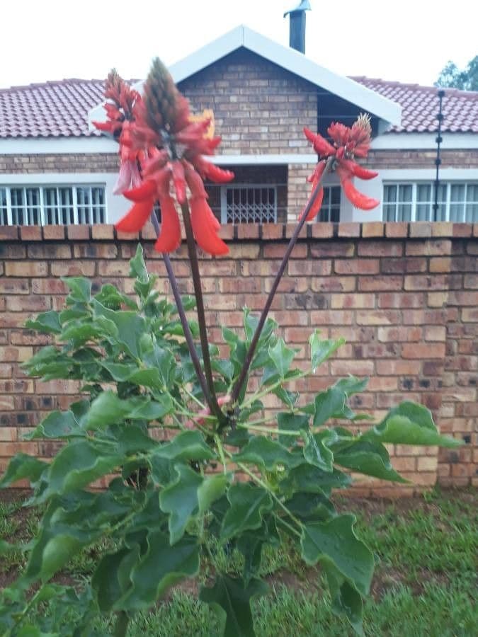 Erythrina 5