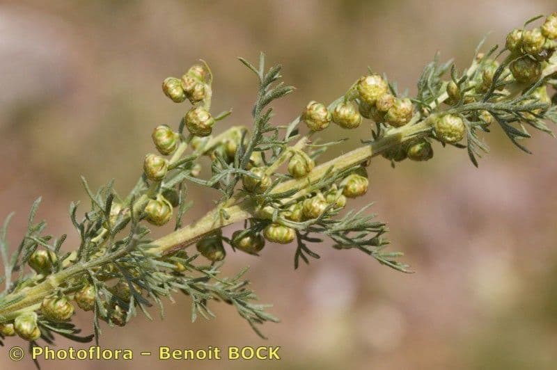 Bylica rumiankolistna 21