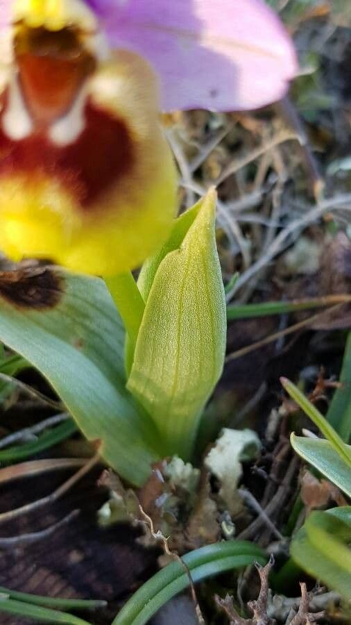 Ophrys tenthredinifera 16
