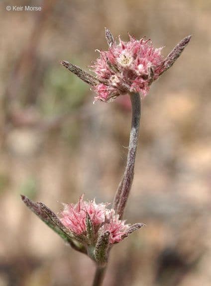 Chorizanthe 5