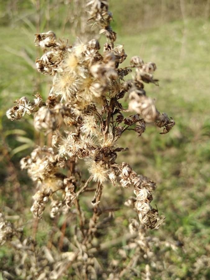 Solidago 19