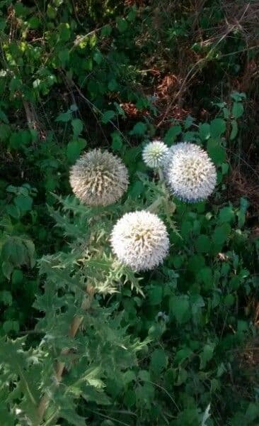 Great globe thistle 14