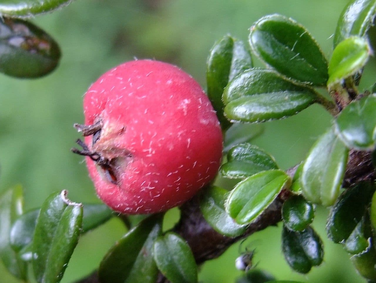 Cotoneaster de hoja entera 3