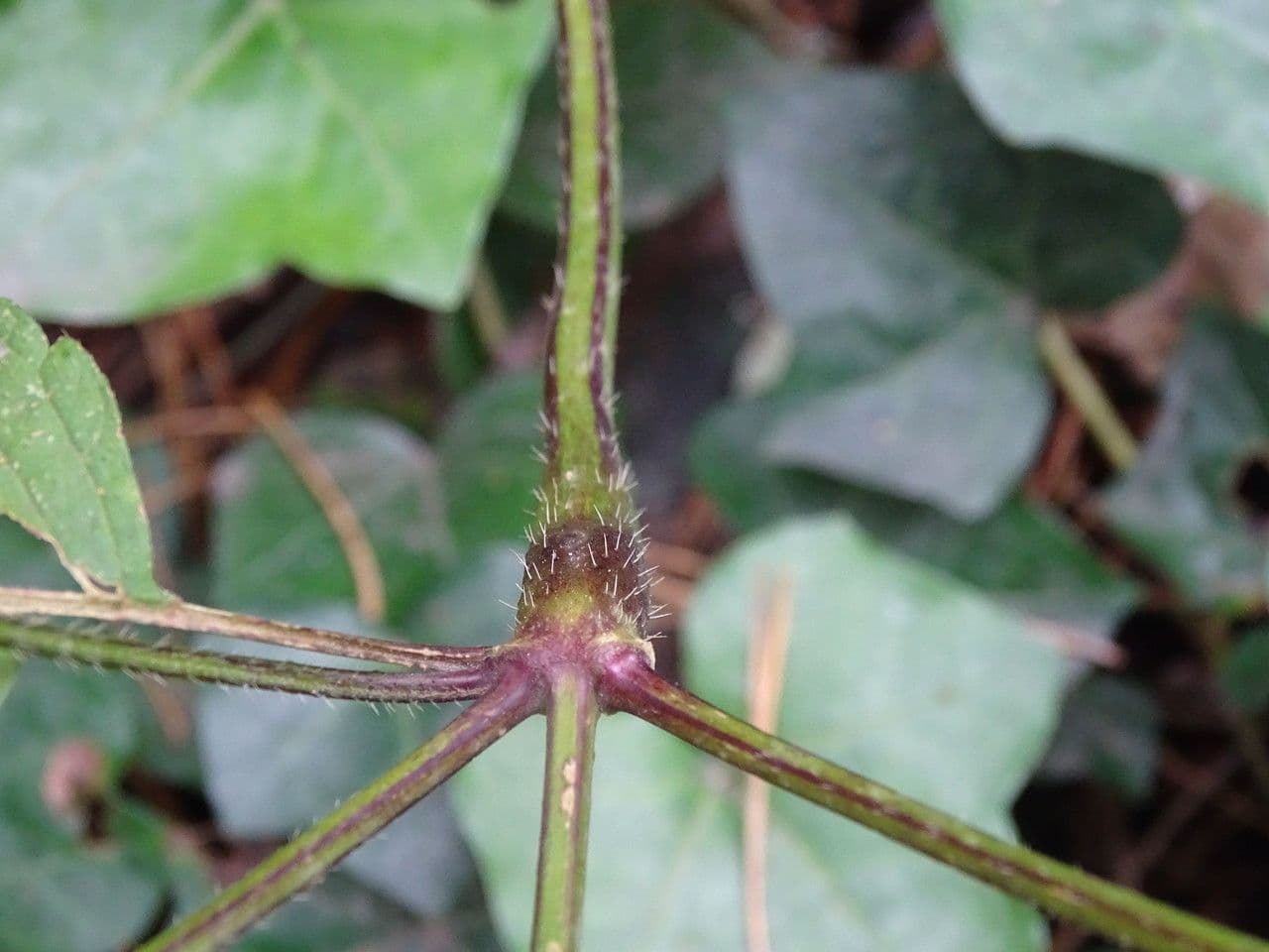 Canapa selvatica 21