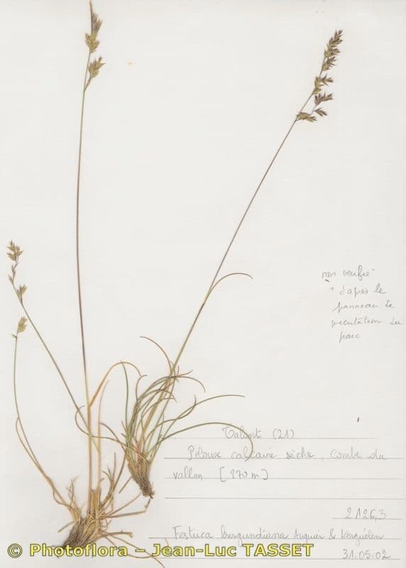 Festuca 4