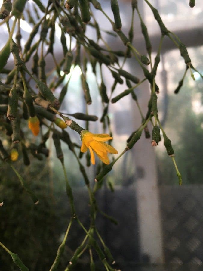 Cactus bottiglia 3