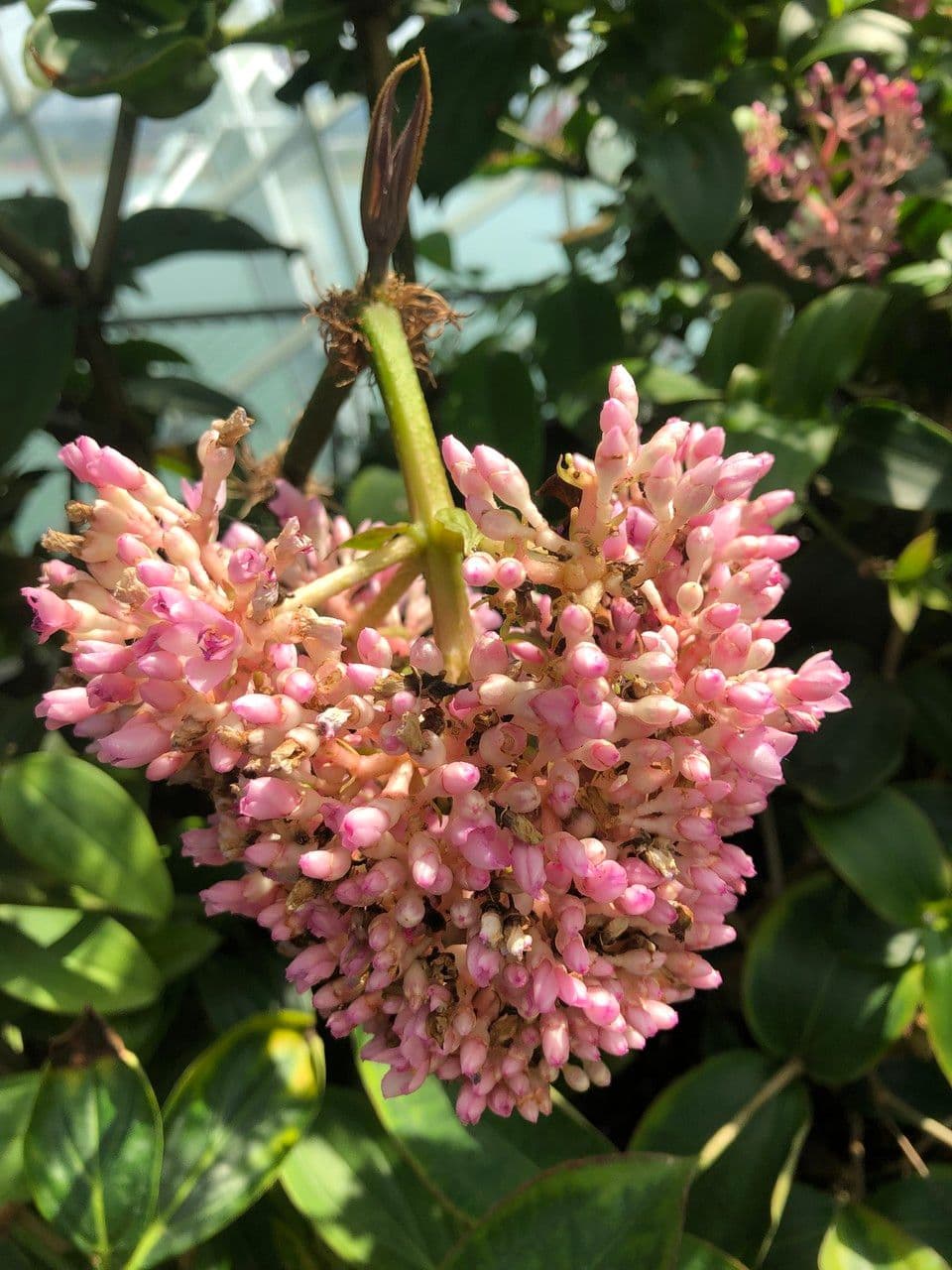 Medinilla