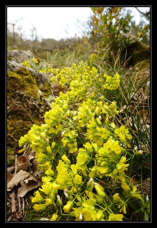 Draba aizoides 14