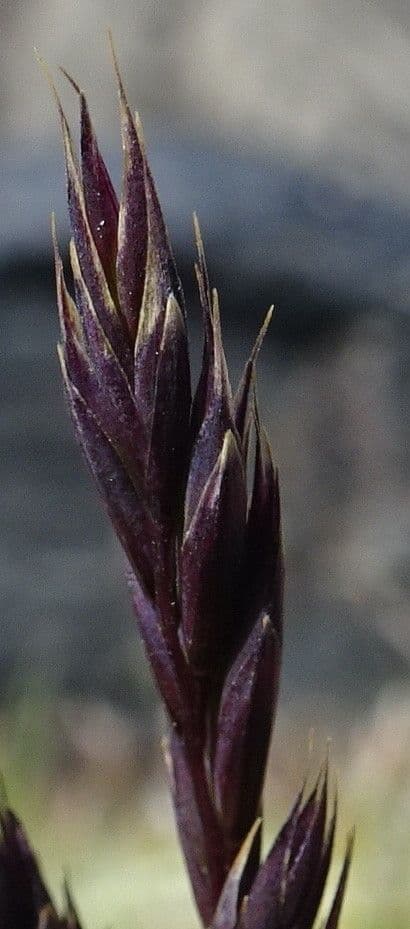 Festuca peruana
