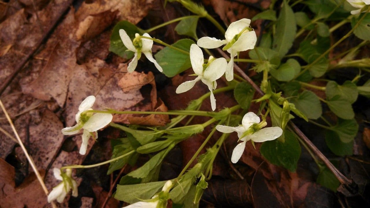Viola striata 7