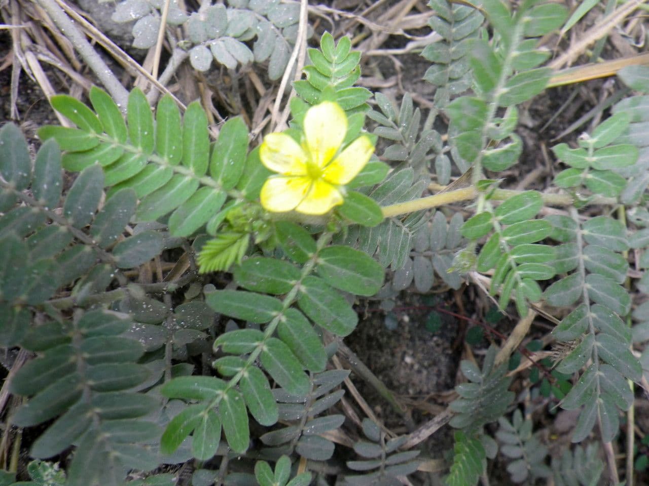 Tribolo cistoide 14